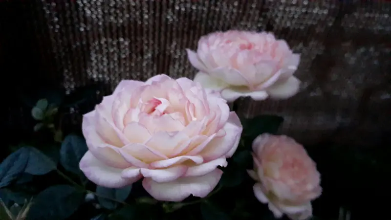 Floral scents: rose, jasmine, peony